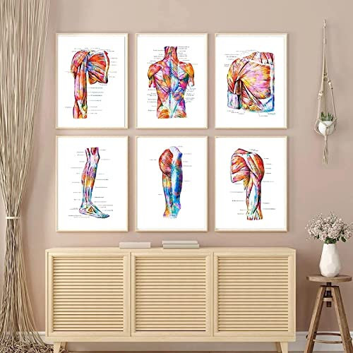 HTWLMM Anatomie Medizin Leinwand Malerei Bilder Menschliches Muskelsystem Poster Kunstdruck Wandbilder für Krankenhaus Klinik Deko Rahmenlos (6X40X60CM)