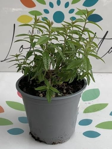 2 piante di Lippia o Erba cedrina su vaso cm 14