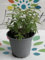 2 piante di Lippia o Erba cedrina su vaso cm 14