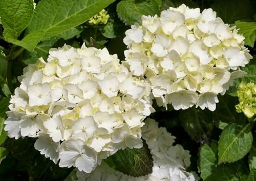 Ortensia “Hydrangea macrophylla Samantha” Pianta in vaso ø 12 cm, Piante vere da esterno, Vivaio di Castelletto