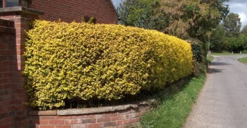 F&G Supplies Golden Privet Hedging Plants Bare Root Evergreen Grade A Sapling Ligustrum Aureum (200, 3ft (90cm) Tall)