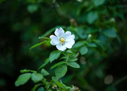 Rosa multiflora 60–100 cm – Winterhart, Mehrjährig, Pflegeleicht – Vielblütige Rose – Heckenpflanze für Garten & Sichtschutz