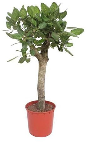 Ficus Benghalensis – Banyan-Feige auf Stamm – 150cm Höhe – Zimmerpflanze mit großen glänzenden Blättern – Topfgröße Ø34cm – Elegante Innenraum-Pflanze