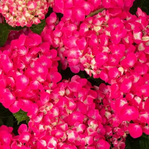 semi di ortensia - d'appartamento esotiche in vaso giardino roccioso resistenti, adatte al pieno sole interna arredamento 8pcs