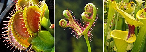 Starter-Set Kleiner Hunger - Fleischfressende Pflanzen von Fangblatt enthält je eine Pflanze der Venusfliegenfalle, Sonnentau und Schlauchpflanze
