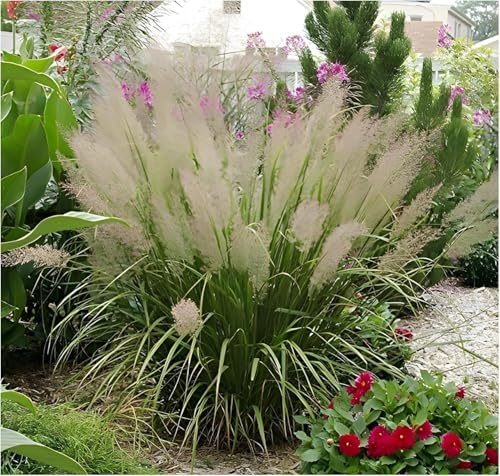 Stauden Gänge 1 x Calamagrostis brachytricha Diamantgras winterhart | Hohes Ziergras für Sonne bis Halbschatten, Blüte August bis Oktober, mehrjährig, 1 L Topf (11x11 cm)
