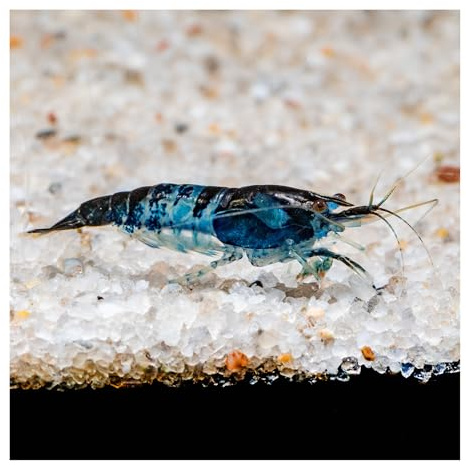10 x Blue Rili Zwerggarnele, Neocaridina davidi, für Nano-Aquarien | blau-schwarze Garnele aus deutscher Zucht, für Süßwasser, Nano-Aquarium, pflegeleicht, Einsteigergarnele, Aquariumgarnele