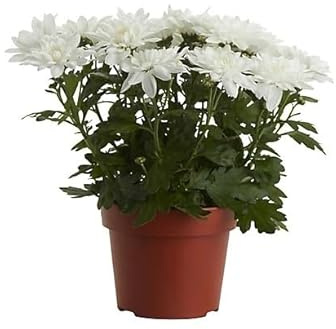 Chrysanthemum | DECOALIVE | Flor Natural | Planta Viva | Mix Color