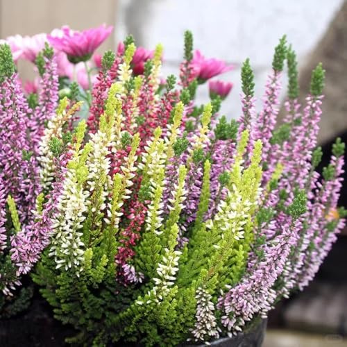 semillas resistentes al brezo - jardín rocas Decoración balcón 600pcs