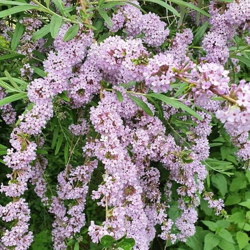 Schmetterlingsflieder, garten blühende sträucher winterhart balkonpflanzen blumensamen gastgeschenk gartendeko für draußen schnell wachsende sträucher 200Samen