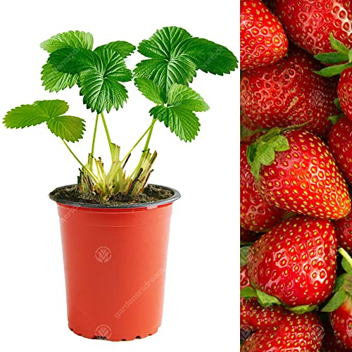 GardenersDream 10x Elsanta Erdbeerpflanzen - Schnellwachsende Winterharte Mehrjährige Gartenpflanzen - Obstpflanze im Freien für Gärten und Kübel - Geschenke für Gärtner (15-25 cm, inkl. 9cm Topf)