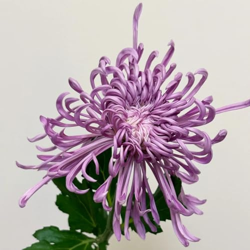 Semi di crisantemo, giardino Semi di perenni da balcone resistenti per luoghi soleggiati 450pcs