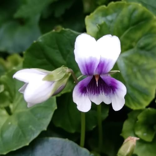 Duftveilchen Winterhart, für sonnige plätze blumenwiese steingartenpflanzen exotische seltene 35Samen