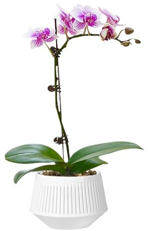 Zqkimzi Orchard Umpflanztöpfe, doppellagiger Orchideen-Pflanzgefäß, Wurzelkontrolle, Phalaenopsis-Topf und stabiles Entwässerungssystem für afrikanische Veilchen und lebende Pflanzen, 15,7 x 13 x 11