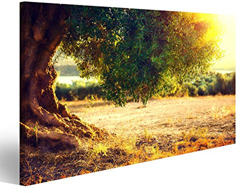 islandburner Bild auf Leinwand Olivenbäume Sonnenuntergang Mittelmeer Bilder Wandbilder Poster