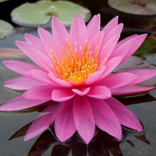 Pianta di Ninfea Mayla fucsia con vaso, da inserire in laghetti o stagni Fioritura da giugno a settembre