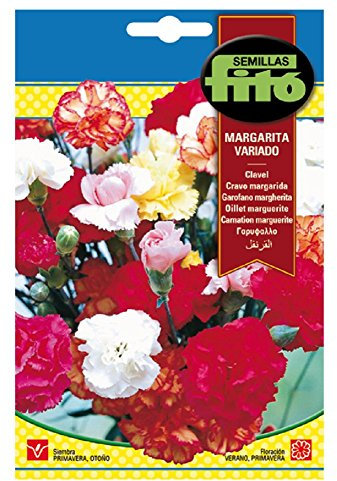 Semillas Fitó 543 - Semillas de Clavel Margarita Variado