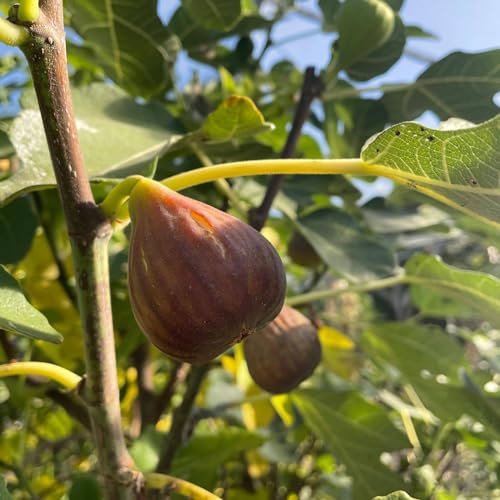 Lincolnshire Fruits Fig Tree - Ficus Brown Turkey 2 Litre Potted.