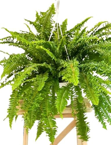 Helecho Colgador XXL Natural Planta de 50cm en Maceta de 20cm para tu Jardín