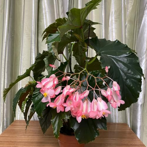 Begonien - zimmerbonsai deko wohnzimmer bio alte sorten hochbeete für garten steingarten gartenblumen winterharte stauden für pralle sonne rankpflanzen balkongewächshäuser blumensamen 80samen