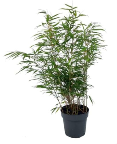 Planta natural Bambu Fargesia Rufa, 50-60 cm. Planta ornamental, ideal para jardines de sombra. Segura Garden.