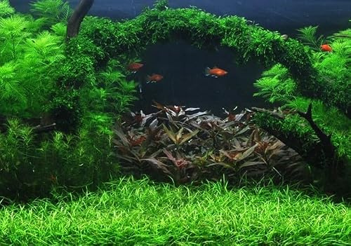WASSERPFLANZEN WOLFF - Aquascaping-Highlight: Unterwasser-Landschaft Moosbrücke für ein 60 Liter Aquarium, Aquariumpflanzen-Set | Sortiment | Layout mit Moos & attraktiven Wasserpflanzen