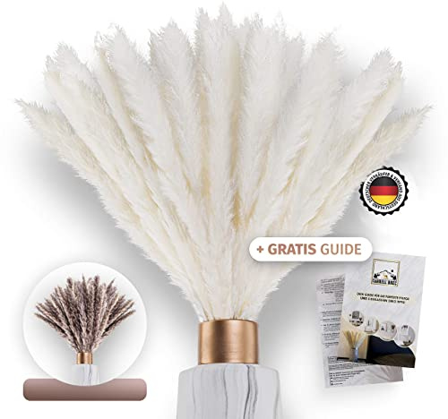 Farrell Brec 30 Stück getrocknetes Pampasgras in weiß - extra langlebig und 70-75cm Lange Trockenblumen - Pampasgras Deko Wohnzimmer , Schlafzimmer, Vase Trockenblumenstrauß (Weiß)