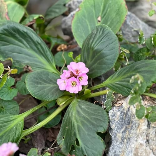 semillas de bergenia perenne resistente que cubre el suelo de bergenia en al aire libre, primavera resistentes 120pcs