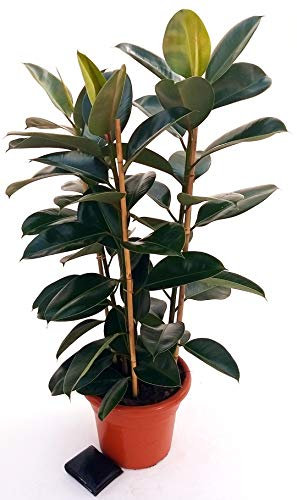 POWERS TO FLOWERS - FICUS ROBUSTA altezza 130/140cm, pianta vera