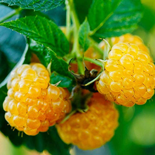 Raspberry Rubus idaeus 'Fallgold' Deciduous Hardy Fruit Shrub Tree | 9cm Pots