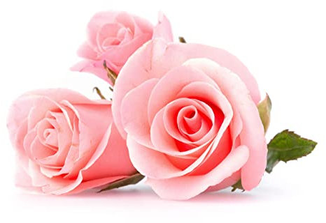 Floribunda Rose Plants - 'Queen Elizabeth' - 2 x Full Plants in 5 Litre Pots - Roses - Garden Ready - Ready to Plant - Premium Quality Roses