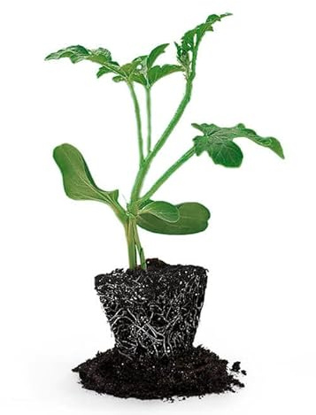 Sandía Rayada - Watermelon - Planta Natural Perfecta para Crear un Huerto en tu Balcón o Jardín