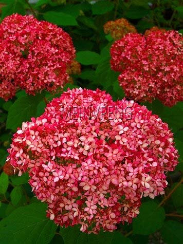 10 SEMI Pz Azalee Fiori für den Garten Bella Rosso Scuro