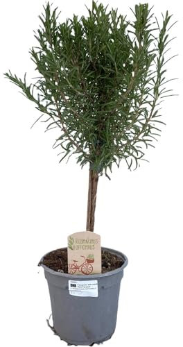 Rosmarinus på stam - 35-45cm - Ø14cm - Trädgårdsväxt