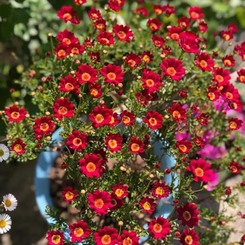 Rittersporn(Consolida ajacis),ausgefallene geschenke geschenke für gartenliebhaber dekoration wohnzimmer SchöNe Topfpflanze langer Blütezeit für eine 350Samen