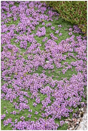 Stauden Gänge 10 x Thymus praecox 'Minor' Teppich winterhart | Immergrüner Bodendecker für Sonne, Blüte Mai bis Juli, mehrjährig, 9x9 cm Topf