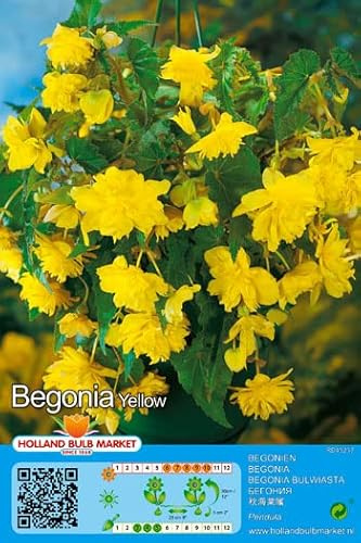 Begonienzwiebeln : Begonia pendula yellow - Begonie Gelbe Hängebegonie 1 Blumenzwiebel/Knolle