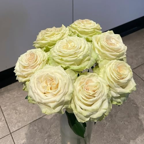 semillas resistentes de rosal - interior, Rosas trepadoras para exterior, balcón, 50pcs