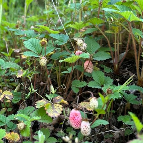 fresa silvestre comprar semillas en resistentes al aire libre de fresa silvestre orgánicas fresca, resistentes para balcones 100pcs