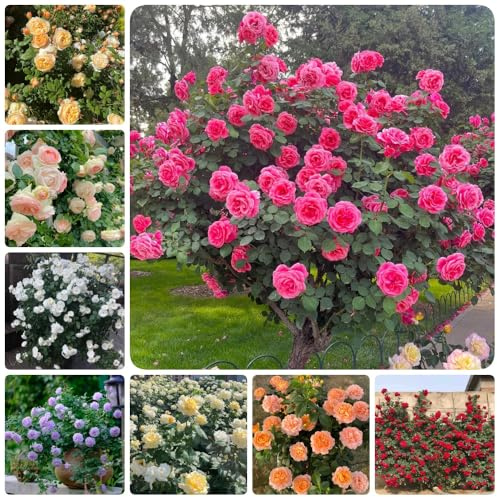 Semillas de jardín de rosales, variedades antiguas Rosa chinensis raras exóticas semillas de silvestres 500pcs