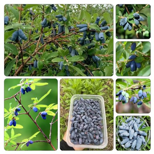 Mirtillo siberiano giardino roccioso con mirtillo, sostenibili giardino resistenti Coltivare verdi, appartamento a 200semi