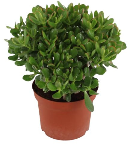 Plant in a Box - Crassula ovata 'Minor' L - Zimmerpflanze - Sukkulente - ⌀ 23 cm - Höhe 45-50 cm