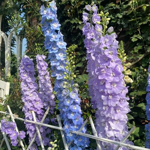 rittersporn winterhart, stauden outdoor balkon hochbeet 550samen