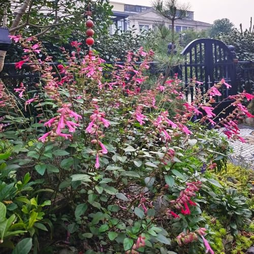 Semillas de salvia de fuego - balcón Decoraciones jardín exteriores cama elevada orgánica semillas silvestres exótico variedades antiguas 350pcs