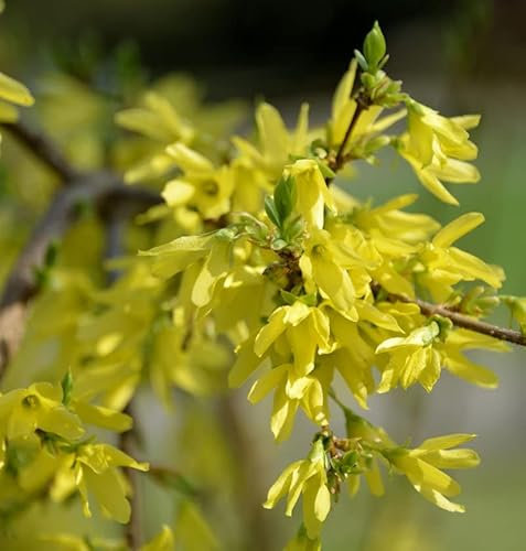 Forsythie Mikador 30-40cm - Forsythia