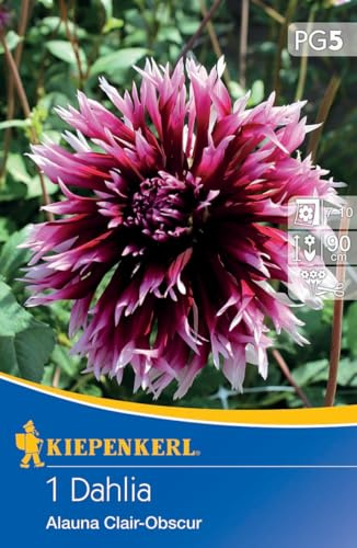 Kiepenkerl Splitt-Dahlie Alauna Clair Obscure 730021 - mehrjährig, dekorative Schnittblume mit purpurlila Blüten für Beet & Vase - Blumenzwiebeln, Dahlienknollen