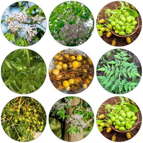 neem - Neembaum winterharte stauden winterharte kübelpflanzen gartenkräuter gartenpflanzen wildkräuter hochbeet balkon zimmerpflanze hängepflanzen winterhart mehrjährig heilkräuter 150samen