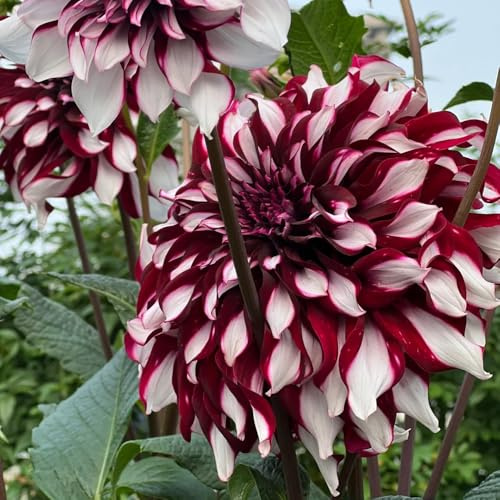 tuberi di dalia resistenti giardino e balcone facile coltivare in vaso 6pcs