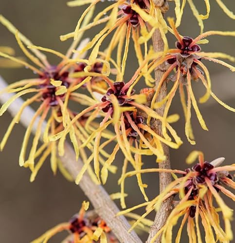 Zaubernuß Aurora 30-40cm - Hamamelis intermedia - lebende Gartenpflanze aus den Baumschulen