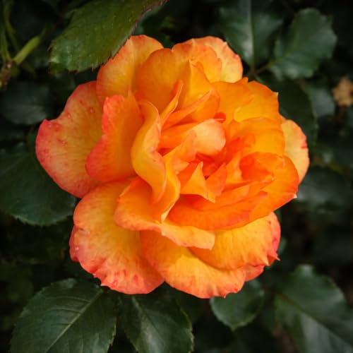 Strauchrose 'Sahara' gefüllt goldgelb bis bronzerot, wurzelnackt, winterhart, robust, mehrjährig, Qualität aus Müllers Baumschule, inkl. Pflanz- und Pflegeanleitung